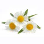 Camomile
