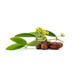 Jojoba oil