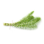 horsetail