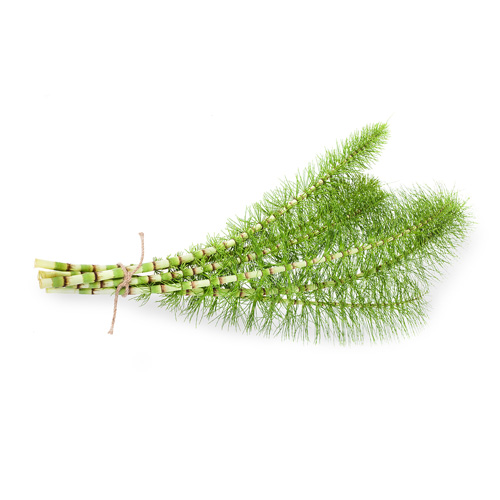 horsetail