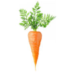 Carrot Oil