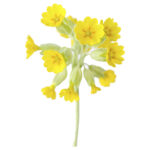 cowslip